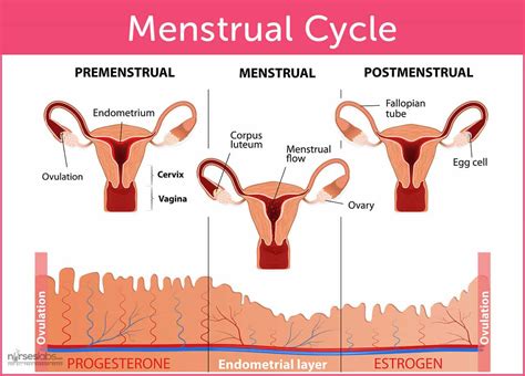 The Menstrual Cycle and Menstrual Disorders - Nurseslabs