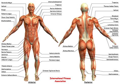 IFA Anatomy Chart