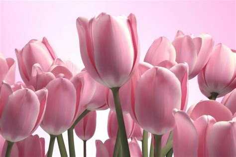 Premium Photo | Pink tulips on a white background