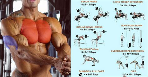 Chest And Triceps Superset Workout - Muscles to Grow Bigger - GymGuider.com