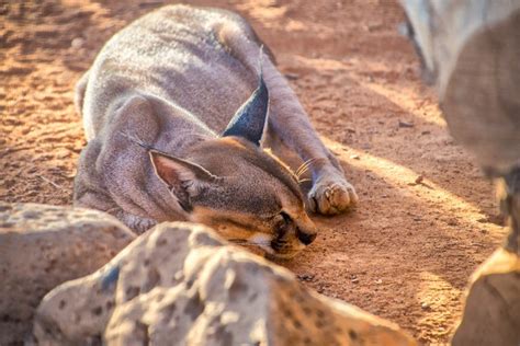 Visiting Decan wildlife refuge in Djibouti | Atlas & Boots