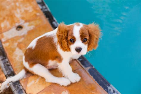 Cavalier King Charles Spaniel Dog Breed Information — Book of Dog