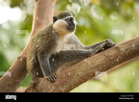 Grivet monkey, Ethiopian form of Vervet or Green monkey (Cercopithecus aethiops), Ethiopia Stock ...