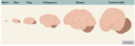 Is the Brain Another Object of Sexual Desire? – Introductory Biology: Evolutionary and ...