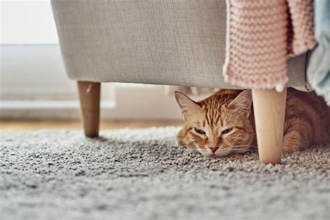 Why Is My Cat Hiding? | Great Pet Care