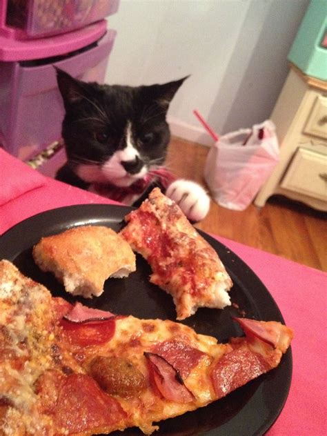 I so can relate! | Cats, Cute cats and kittens, Pizza cat