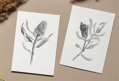 A Banksia's Life Fine Art Drawing Floral Art Wall - Etsy Australia