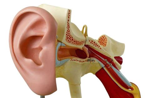 Eustachian Tube Dysfunction - Dr. Candice Colby-Scott, MD