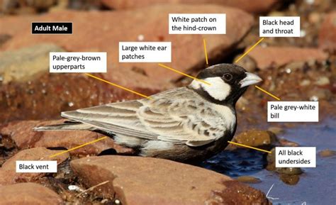 Grey-backed Sparrow-lark (Eremopterix verticalis) | BDI