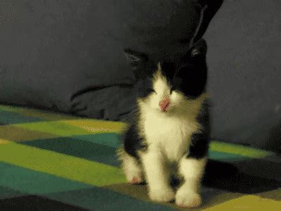 Cat Falling GIF - Find & Share on GIPHY