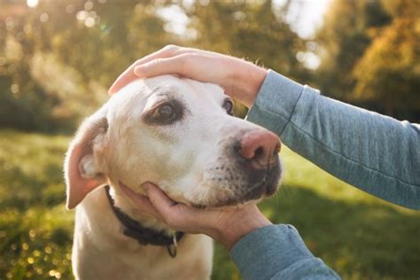 Dog Eye Melanoma: Types, Symptoms, and Treatment - Dr. Buzby's ToeGrips ...