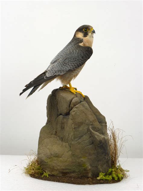 Red Napped Shaheen | UK Bird Small Mammal Taxidermist Mike Gadd