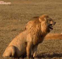 Laughing Lion Smile GIF - LaughingLion Lion Laugh - Discover & Share GIFs