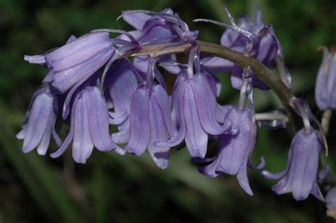 Hyacinthoides non-scripta (Hyacinthaceae) image 13635 at PlantSystematics.org