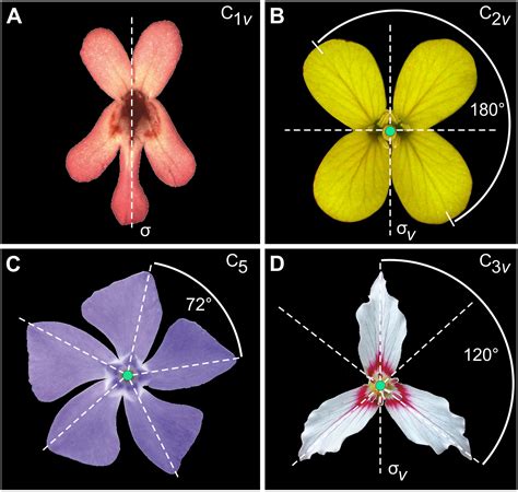 Frontiers | A Step-by-Step Guide for Geometric Morphometrics of Floral ...