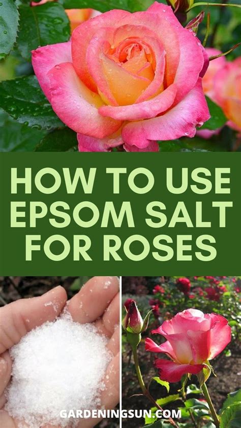 How To Use Epsom Salt For Roses: An immersive guide by Gardening Sun