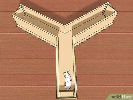 How to Train a Rat to Run a Maze or Obstacle Course: 10 Steps