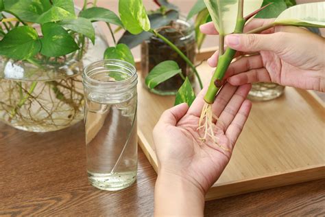 Water Propagation - Fairchild Tropical Botanic Garden