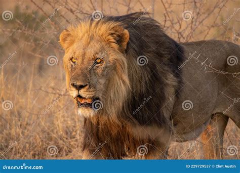 Male Lion Hunting on the African Plains Stock Image - Image of postcard, predator: 229729537