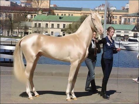 Akhal-Teke | The Akhal Teke is a most distinctive breed of h… | Flickr