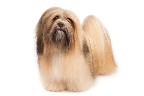 Lhasa Apso Dog Breed Information