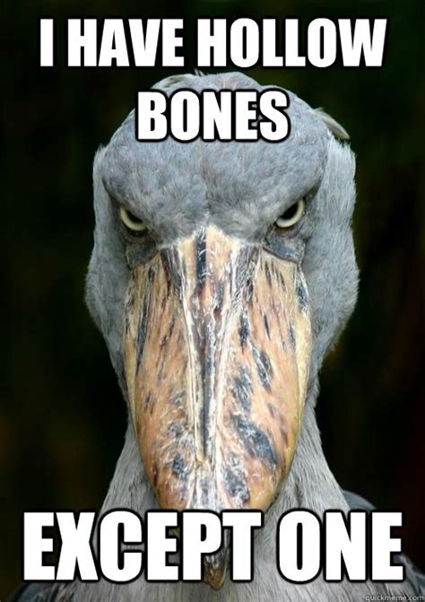 Serious Shoebill Stork memes | quickmeme