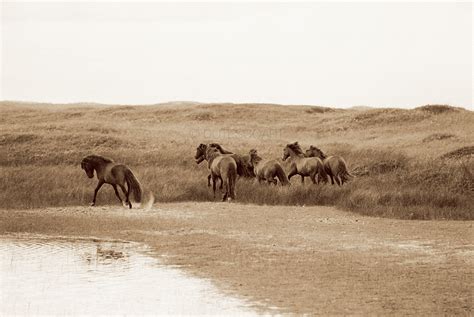 The Wild Horses of Sable Island - The Collection - Page 2