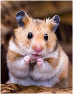140 Holy Hamsters! ideas | cute hamsters, hamster, cute animals
