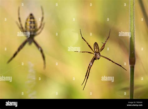 Black-and-yellow argiope, Black-and-yellow garden spider (Argiope bruennichi), Male and female ...