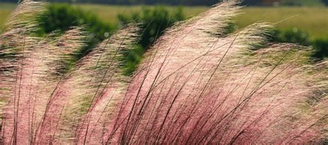 The Best Ornamental Grasses for Texas Yards | ABC Blog