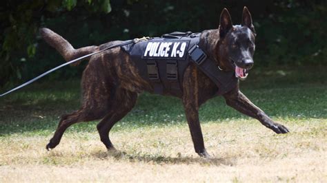 Brighton Police K9 gets protective vest