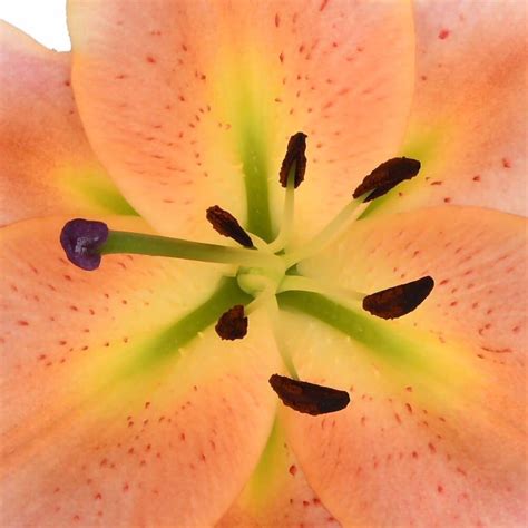 Zelmira - Oriental Lily - Esmeralda Farms Wholesale Flowers