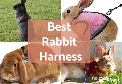 Harness for Rabbits - How to Choose the Best Harness for Your Rabbit