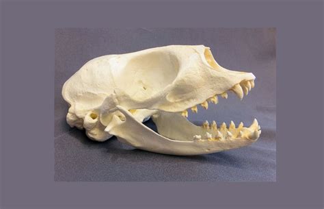 Harp Seal Skull Replica - SkeletonsAndSkullsSuperstore