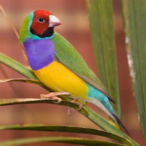 Male_adult_Gouldian_Finch | God's Not Through With Me Yet