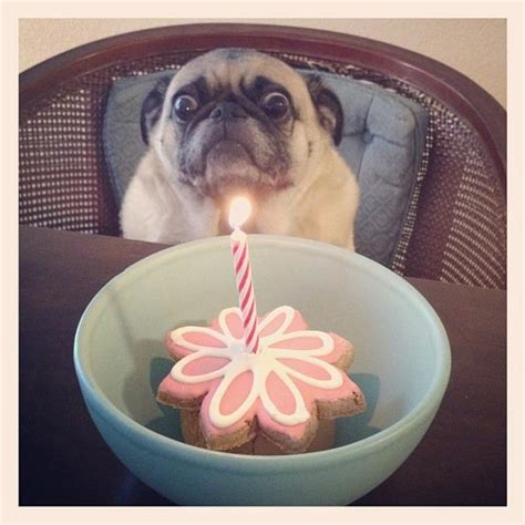 Happy birthday pug! | t3hwin.com