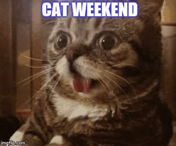 Weekend Cat Gif - art-floppy