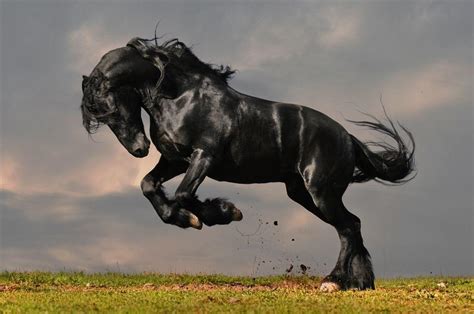 Friesian Horse Wallpapers - Wallpaper Cave