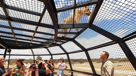 Monarto Zoo: Lions 360 in SA attracts 13,000 people | Adelaide Now