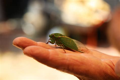 Gambar : tangan, daun, bunga, hijau, serangga, kesalahan, fauna, merapatkan, cicadidae ...