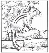 Backyard Animals And Nature Coloring Books Free Pages  sketch template
