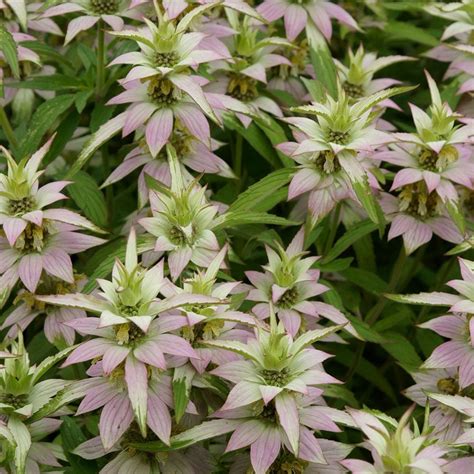 Monarda punctata | White Flower Farm