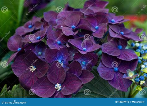 Purple hydrangea stock photo. Image of dark, outdoors - 43037418