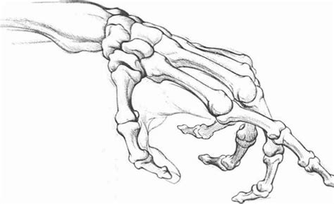 Anatomyand Structure - Drawing Hands - Joshua Nava Arts | Skeleton ...