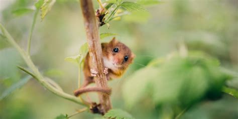 Dormice – Clarkson and Woods