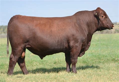 Brown JRAR End Zone H6629 - Select Sires Beef