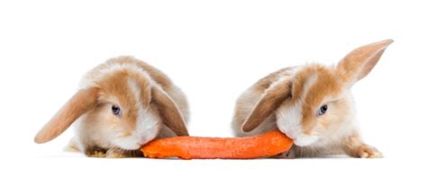 Rabbits Eating A Carrot Stock Photo - Download Image Now - iStock