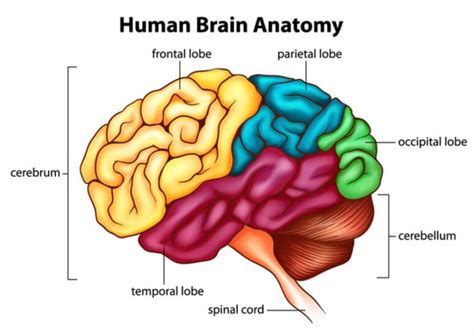 Episodic Memory - The Definitive Guide | Biology Dictionary