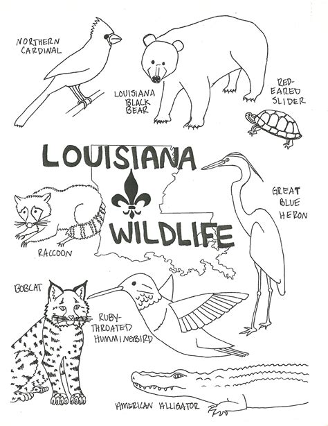 Swamp Animals Coloring Pages - BubaKids.com