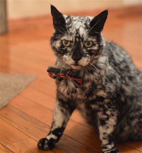 this-19-year-old-cat-has-a-unique-fur-due-to-a-rare-skin-condition-8 - Women Daily Magazine